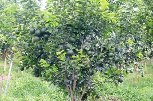 An Giang: 12 doanh nghiệp liên kết tiêu thụ cây ăn trái