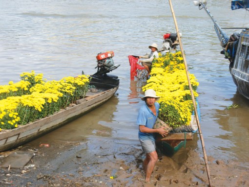 An Giang: Mùa hoa Tết nhiều nỗi lo