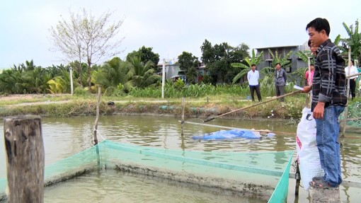 Nuôi cá nàng hai kết hợp cá sặc rằn trong ao đất