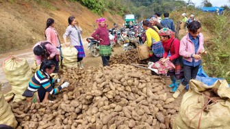 Lào Cai: Vùng đất quen trồng thứ sâm lạ, đào củ đổ đống bán rẻ hơn khoai mà thu 10 tỷ đồng