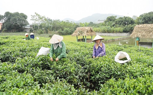 Mô hình kiểu mẫu xây dựng xã nông thôn mới tại Thái Nguyên