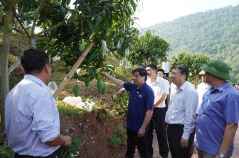 Vượt dịch Covid-19, Việt Nam mở cửa xuất khẩu nhiều cây trái