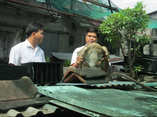 Kiên Giang: Ông nông dân nuôi trăm con cua đinh hình thù kỳ dị, nhiều con nặng 10kg, bán đắt tiền