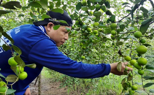 Trồng táo hồng tăng thu nhập cho bà con nông dân