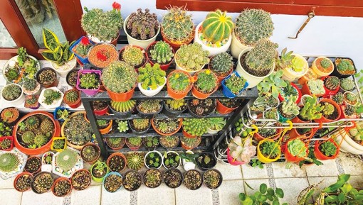Đa dạng thị trường hoa kiểng ngày Tết