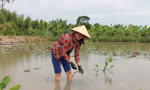 Tiền Giang: Thu nhập khá từ trồng sen lấy ngó