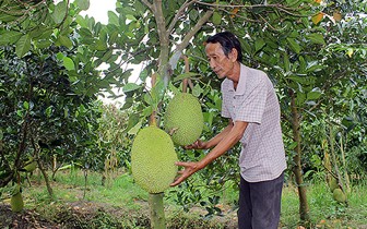 Ninh Thuận nâng cao hiệu quả phát triển rừng
