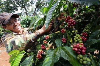 Thị trường nông sản tuần qua: Giá cà phê bật tăng trở lại