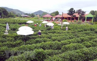 Du lịch cộng đồng ở vùng 'đệ nhất danh trà' của Thái Nguyên