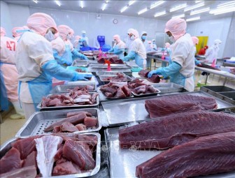 Khắc phục khó khăn để giữ thị trường xuất khẩu cá ngừ