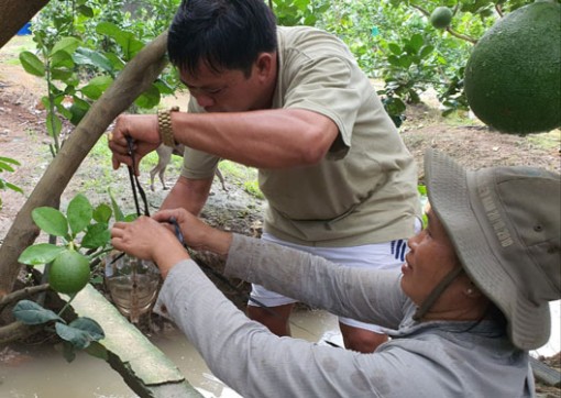 Trái cây "độc, lạ" mất mùa