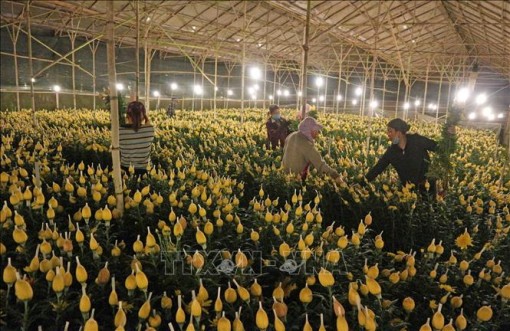 Chuẩn bị hơn 1.500 ha hoa Đà Lạt cho Tết Nguyên đán
