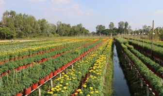 Châu Thành tái cơ cấu ngành nông nghiệp