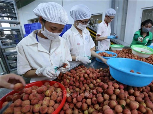 Xuất khẩu nông, lâm, thủy sản giữ vững mục tiêu 41 tỷ USD