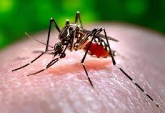 An Giang tăng cường kiểm soát và phòng, chống dịch bệnh Chikungunya