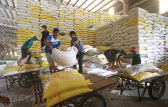 Giá gạo Việt Nam tăng lên mức cao nhất trong 9 năm qua
