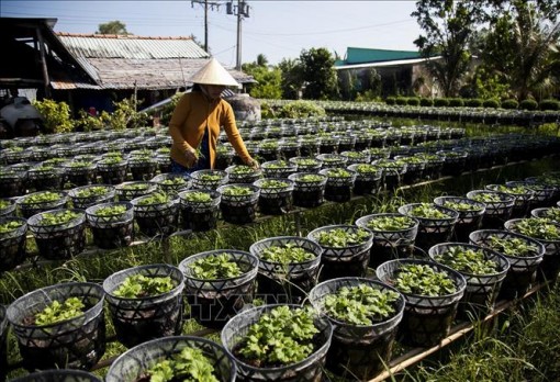 Báo hiệu một mùa hoa Tết thuận lợi ở Kiên Giang