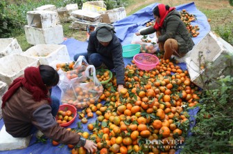 Hòa Bình: Trồng ra những quả cam mùi vị đặc biệt, nông dân Cao Phong cắn răng bán giá rẻ vì điều này