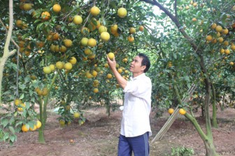 Những vườn cây ăn quả sai lúc lỉu ở một huyện ngoại thành Hà Nội