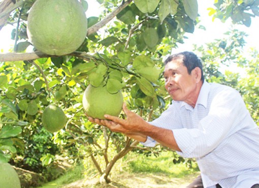 Làm giàu từ trồng bưởi da xanh theo tiêu chuẩn VietGAP