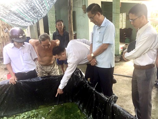 Hậu Giang: Triển vọng mô hình nuôi ốc