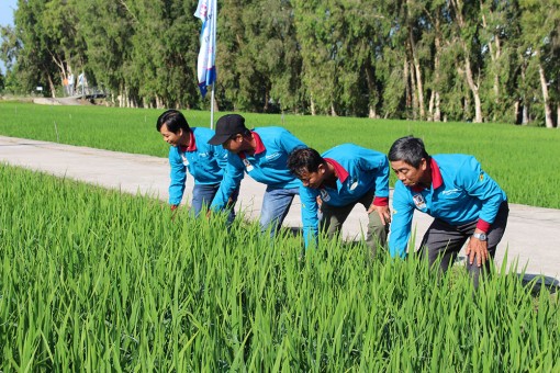 Tích cực bảo vệ vụ đông xuân