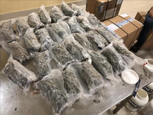 Triệt phá vụ vận chuyển trái phép 4,72 kg cần sa từ Canada về Việt Nam