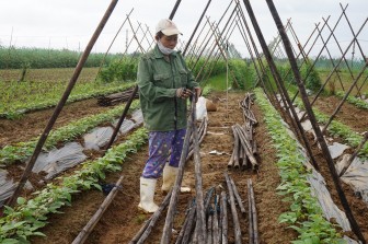 Sau những trận mưa lũ tơi tả, nông dân miền Trung kỳ vọng lớn vào vụ rau Tết