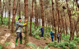 Lào Cai chú trọng nâng cao hiệu quả kinh tế rừng