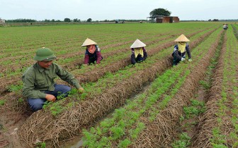 Bắc Ninh tập trung sản xuất vụ đông