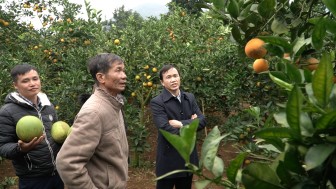 Phát triển chuỗi liên kết trồng cây ăn quả, nông dân Sơn La bỏ túi cả trăm triệu đồng mỗi năm