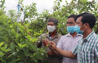 Phú Tân tiếp nối thành quả “Năm nông nghiệp”