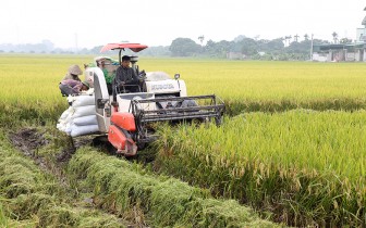 Sản xuất lúa chất lượng cao ở Hà Nam