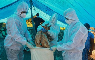 Ấn Độ tiêu hủy hàng nghìn gia cầm do lo ngại H5N1 và H5N8