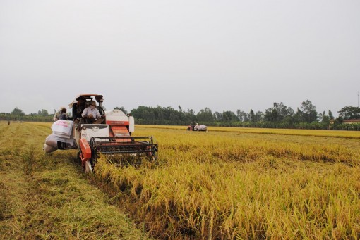 Xây dựng thương hiệu cho hạt nếp