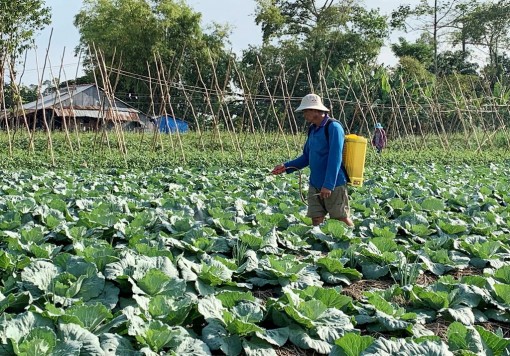 Sản xuất rau màu cho vụ Tết