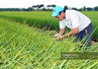 Kỹ sư Hồ Quang Cua-cha đẻ gạo ngon nhất thế giới 2019: Cần xử lý nghiêm việc lấy lúa thịt làm lúa giống