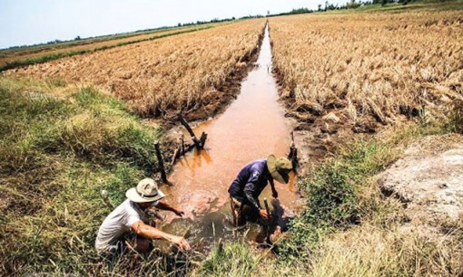 Xâm nhập mặn ở đồng bằng sông Cửu Long tăng dần từ ngày 11-1