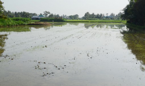 Tiền Giang: Quyết liệt triển khai các giải pháp ứng phó hạn, mặn