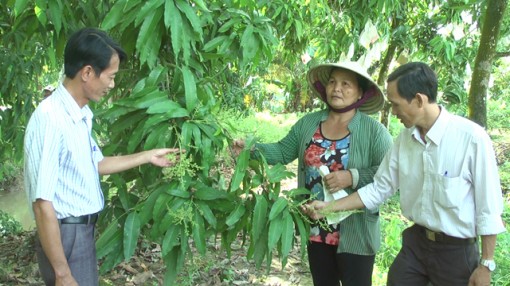 Đồng Tháp: Người phụ nữ hơn 30 năm gắn bó với cây xoài