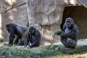 Lần đầu tiên phát hiện khỉ đột trong vườn thú mắc Covid-19