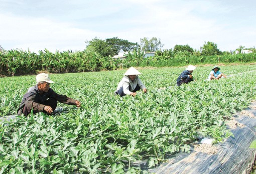 Sản xuất hoa màu phục vụ Tết Nguyên đán