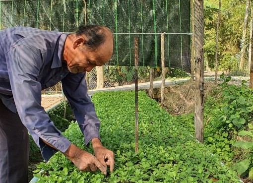 Nông dân xã Vĩnh Hanh trồng hoa bán Tết