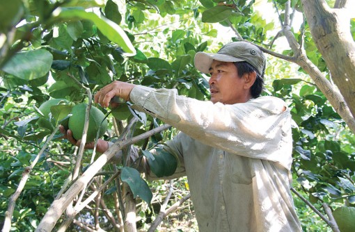 Tất bật cho vụ Tết