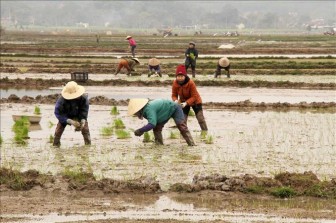 Hơn 21% diện tích gieo cấy vụ Đông Xuân 2020 - 2021 có nước