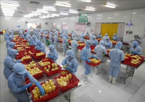 Hiệp định RCEP: Cơ hội phát triển chuỗi giá trị nông sản Việt ra thế giới