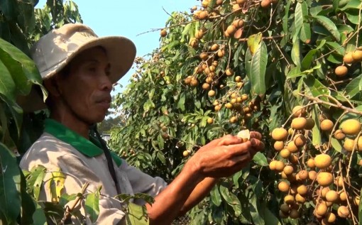 Nông dân Tri Tôn đẩy mạnh thực hiện các phong trào thi đua