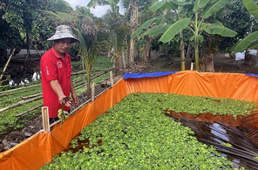 Hậu Giang: Thu nhập cao với mô hình nuôi cua đồng trong bể bạc