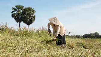 Bảo tồn lúa đặc sản Nàng Nhen