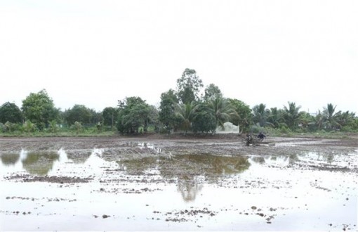 Hậu Giang: Phòng, chống xâm nhập mặn trong dịp Tết Nguyên đán